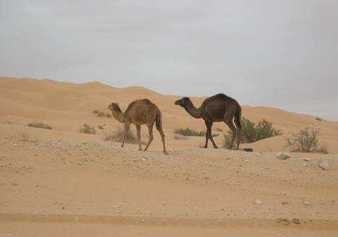 Agentes geomórficos: oscilaciones térmicas acción del viento lluvia torrencial Existen dos tipos de desiertos: los cálidos y los