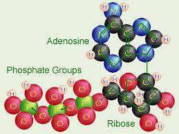 Adenosin Trifosfato - ATP La adenosina trifosfato (abreviado ATP, y también llamada adenosín-trifosfato o trifosfato de