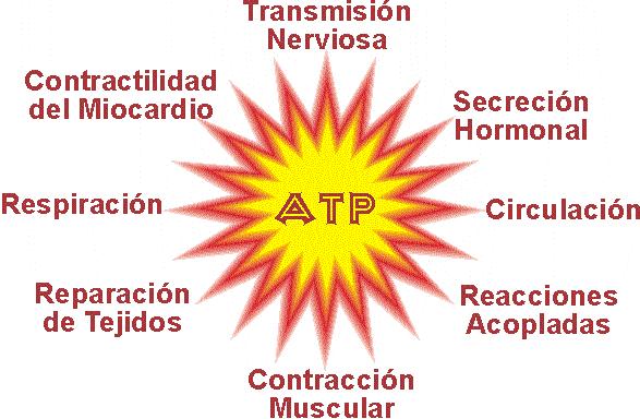 Adenosin Trifosfato - ATP El ATP es utilizado para diversos tipos de procesos