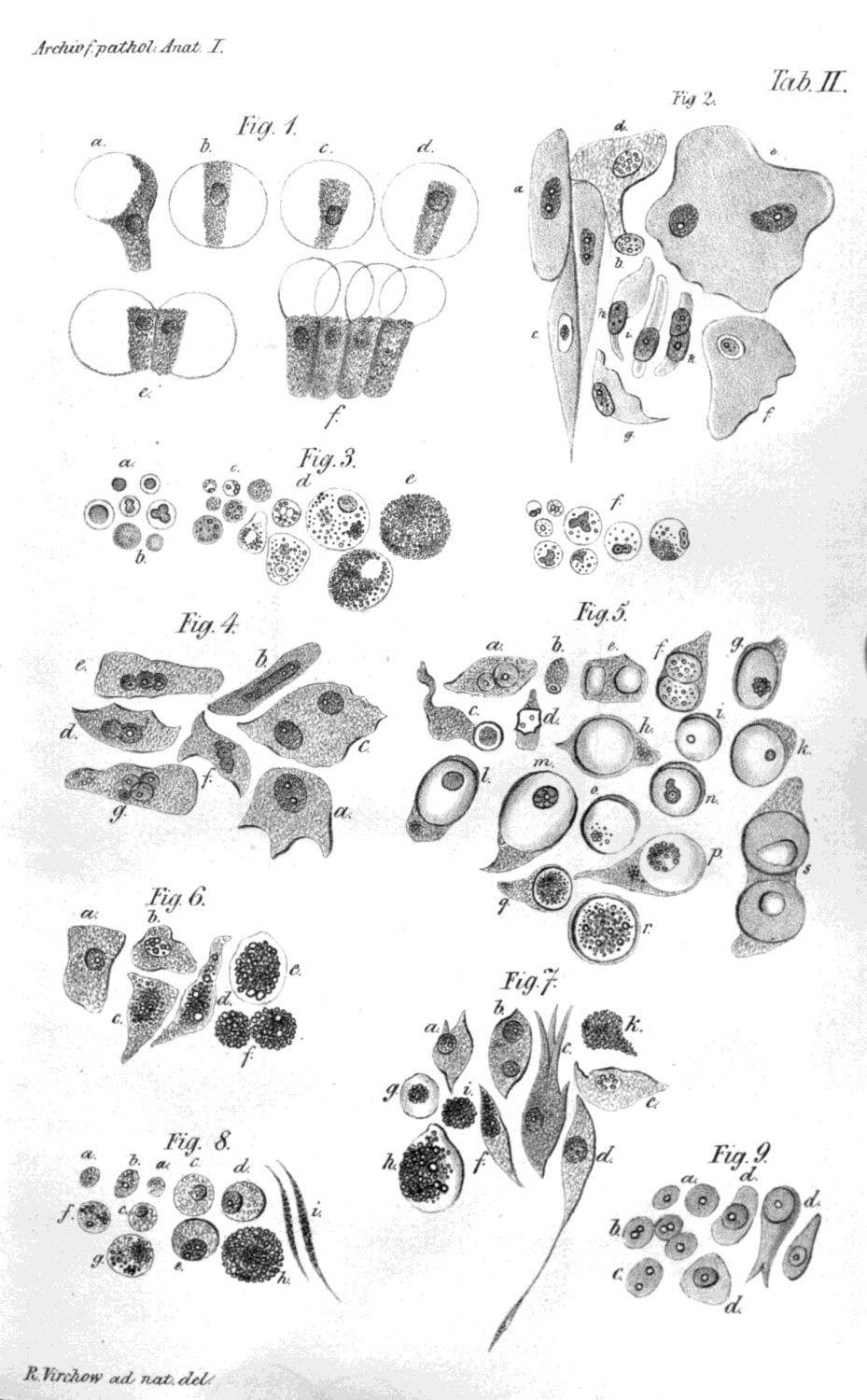 Matthias Schleiden 1838 Botánico Se dedico a observar tejidos vegetales al