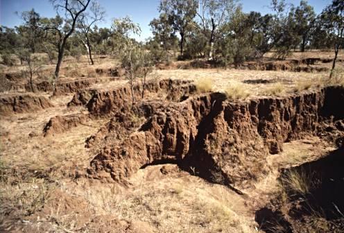 d) Erosión en cárcavas: las cárcavas son la manifestación más visible y llamativa del proceso erosivo.