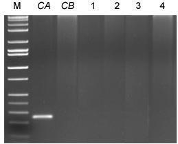 (D) en la posición 551 de la cadena polipeptídica. Para realizar la búsqueda de la mutación G551D se utilizó PCR alelo específica. - 3.3. Explique el fundamento de esta variante de PCR.
