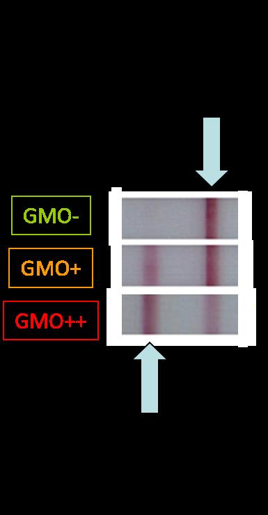 QuickScan (test OGMs) El QuickScan Analiza la cantidad de OGM que reacciona con los anticuerpos, formando dos bandas rojas.