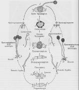 rizoides Principales géneros: Rhizopus y Mucor Reproducción sexual de la Clase Oomycetes.. Ciclo de vida de Rhizopus stolonifer. PetoSeed Manual.