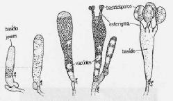 los basidios y basidiosporas Reproducción sexual: basidiosporas