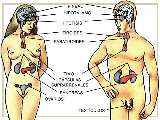 Las Glándulas Endócrinas Son órganos en donde se fabrican y secretan hormonas.