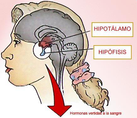 El Hipotálamo y la Hipófisis La Hipófisis ó Pituitaria, es la glándula endócrina más importante,