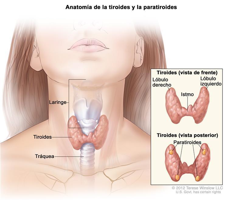 Tiroides y Paratiroides TIROIDES: Produce TIROXINA: Regula Actividades Metabólicas.