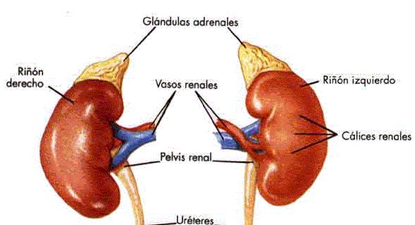 Glándulas Adrenales ó Suprarrenales Las Adrenales son glándulas dobles.