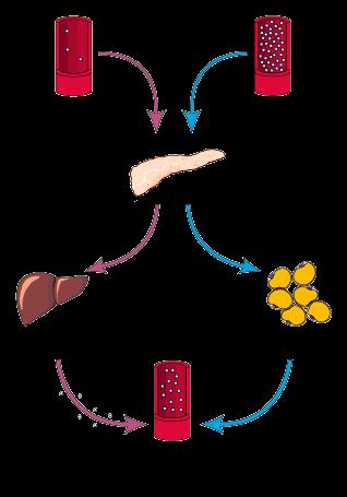 Regulación del Sistema Endócrino Ej: Regulación del contenido de Glucosa Si hay mucha glucosa en sangre (ej.