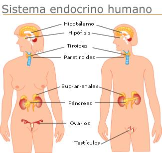Características básicas de las Hormonas Las hormonas son sustancias químicas producidas por el cuerpo que controlan numerosas funciones corporales; son sustancias