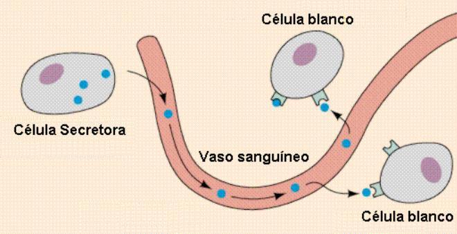Función básica de las Hormonas: Las hormonas son moléculas de diversa naturaleza que se producen en las células secretoras