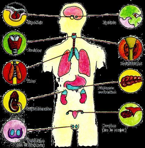 Los órganos productores de las hormonas reciben el nombre genérico de glándulas de secreción interna y su regulación corre a cargo del sistema nervioso