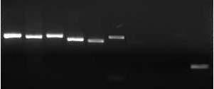 Expresión de marcadores moleculares de indiferenciación de VAL-9-GFP RT-PCR positiva en pase 26 para Oct-3/4 (1), Nanog (2) Cripto (3),