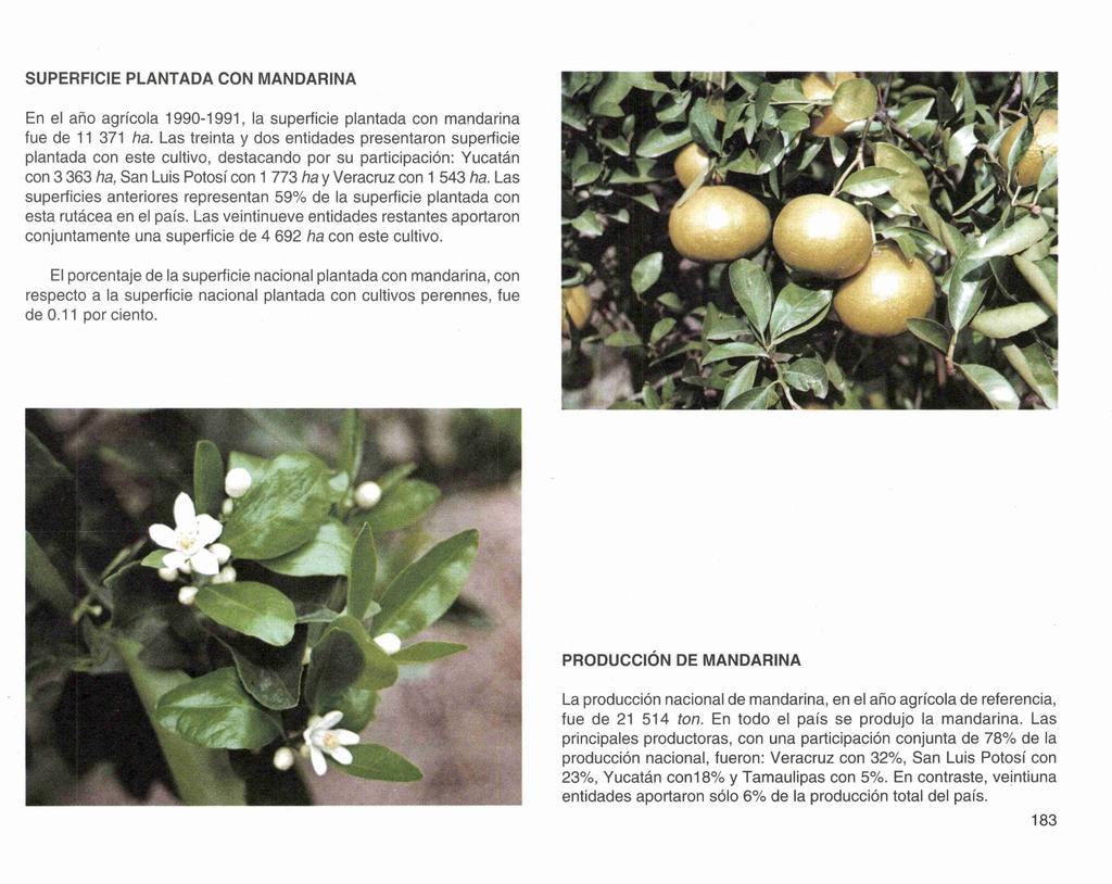 SUPERFICIE PLANTADA CON MANDARINA En el año agrícola 1990-1991, la superficie plantada con mandarina fue de 11 371 ha.