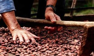 Bajo el lema Aromas de Paz de Colombia para el Mundo el gremio cacaotero y el Gobierno buscan promover este cultivo, resaltando su potencial para aportar al