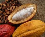 Cacao en grano y manteca, grasa y aceite de cacao representaron el 50% de la demanda mundial del