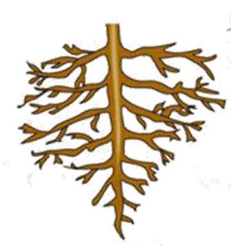 Tipos de raíces Fasciculada Pivotante o