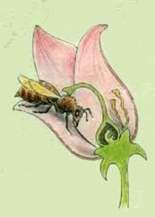 Cuando se posa sobre otra flor, el polen pasa al estigma.