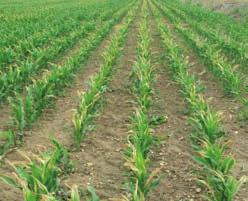 En este caso, las elevadas producciones de maíz (cuadro V) obtenidas con dosis relativamente bajas de N (200 kg N disponible mínimo para alcanzar las máximas producciones N en el suelo antes de la N