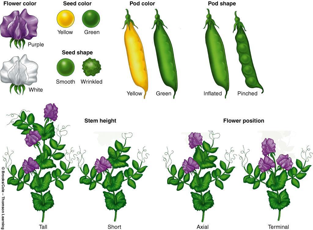 Las siete características en el estudio de plantas de Mendel: