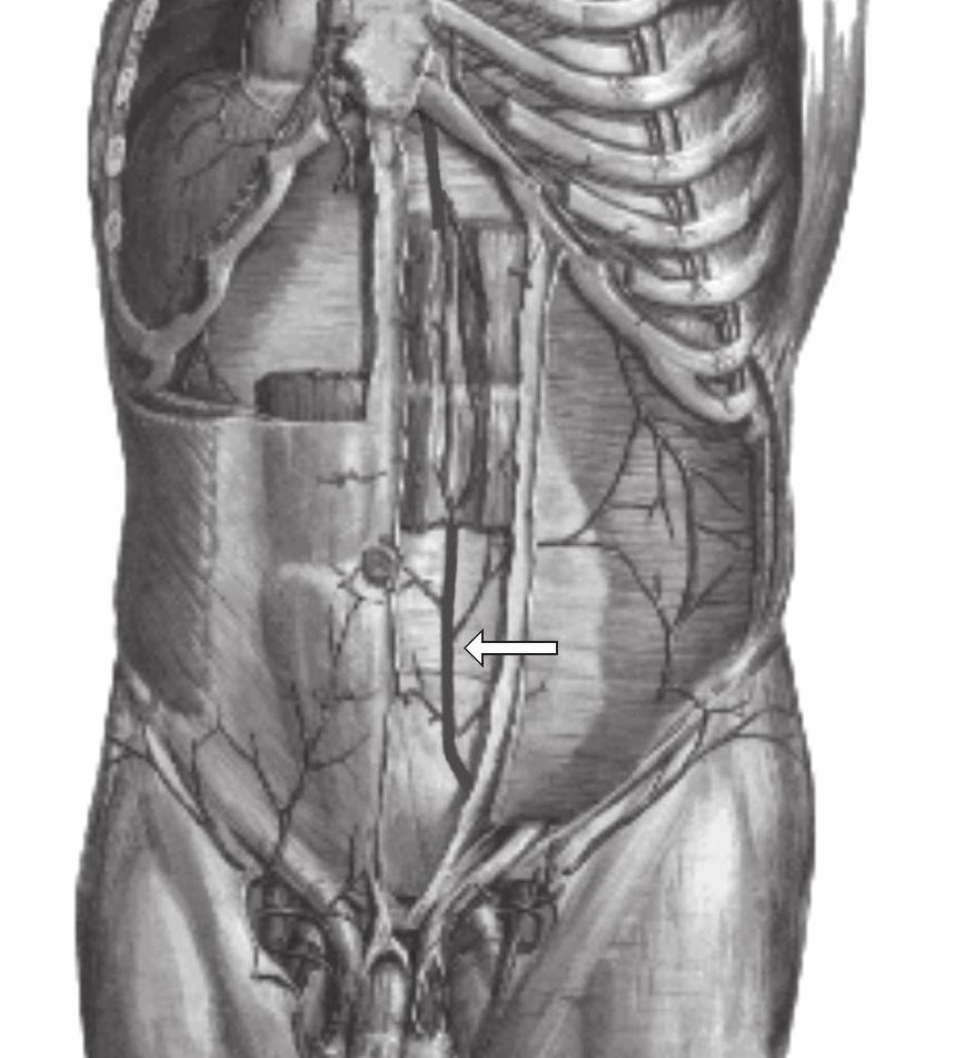 2a Anatomía particular de algunos vasos usados en cirugía de colgajos A continuación se describen detalles anatómicos de los vasos arteriales más frecuentemente evaluados en cirugía de colgajos.