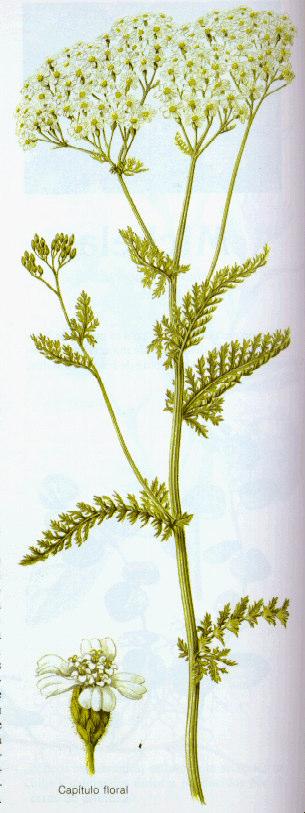 millefolium Compositae