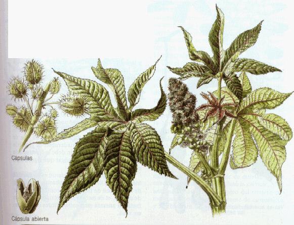 PLANTA: Ricinus communis Euphorbiaceae PLAGAS: