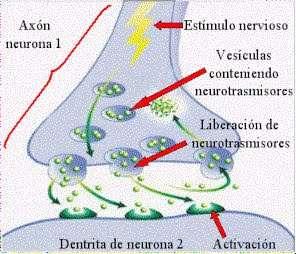 Interacción del Neurotransmisor con el Receptor Postsináptico 4.