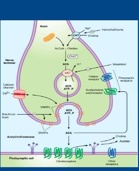 Ach -> Síntesis en el citoplasma usando Acetil CoA y Colina. (Enzima CAT) Se transporta a través de vesículas hasta la membrana presináptica. Gracias a un influjo de Ca++.