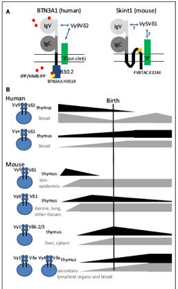 Desarrollo del Sistema Inmune Células madres hematopoyéticas ( HSCs) En SCU neonatal los LT gd expresan combinaciones de cadenas TCR Vg y Vd diferentes a los LTgd de los adultos que están