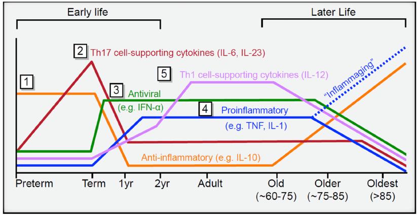 Funciones inmunológicas innatas y adaptativas en período neonatal Inflamación Innata: En comparación con adultos los RN tienen: Disminución de respuestas inducidas por TLRs Disminución de