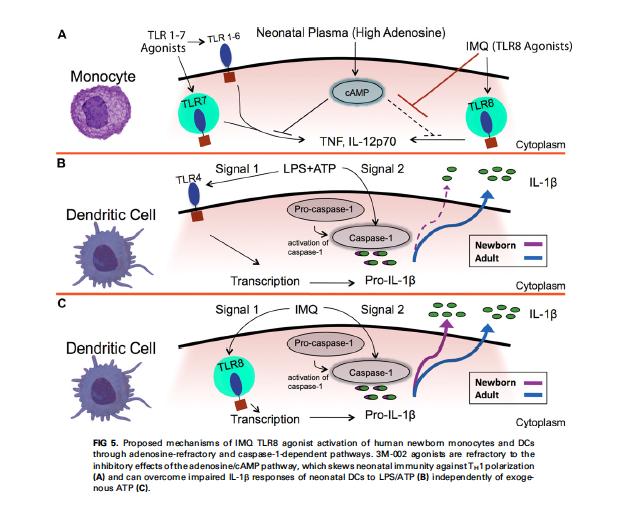Funciones inmunológicas innatas y adaptativas en período neonatal Inflamación Innata: Las vías neonatales TLR7 y/o TLR8 parecen estar mucho menos afectadas que las de TLR4 en términos a