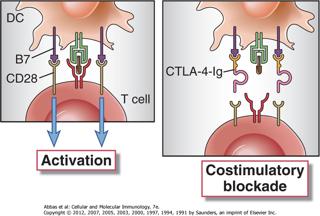 Desarrollo del Sistema inmune Células madres hematopoyéticas ( HSCs): Células linfoides: La maduración de los LT ocurre entre las 8 y 12 sem: 12 sem :LT CD4+CD8+ con TCR gd o TCR B o LT CD4+ o LT