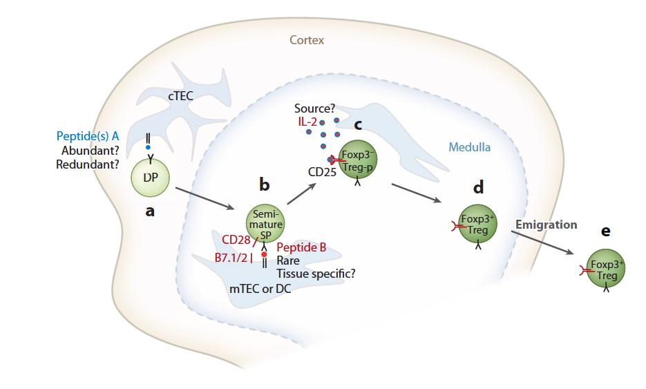 Sangre de RN: LT CD8+reg La HSC fetales desarrollarían principalmente, LT más bien generadores de tolerancia Los aloantigenos maternos estimularían el desarrollo de LTreg in útero.