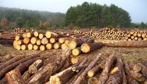 El resultado de la destrucción de la cobertura vegetal es lo que se conoce como deforestación.