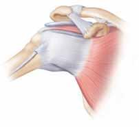 El manguito de los rotadores brinda estabilidad El manguito de los rotadores está compuesto por músculos y tendones que conectan la parte superior del brazo y el omóplato.