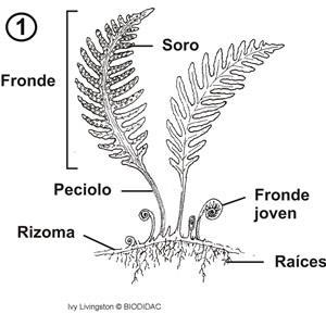 Figura 4: Morfología de un helecho isosporados. Esporofito (2n): 1) Órganos vegetativos, 2) Corte transversal de un soro con esporangios.