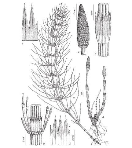 Figura 5: Equisetum arvense a) tallos estériles, b) nudos de los tallos estériles, c) vaina de microfilos de tallos