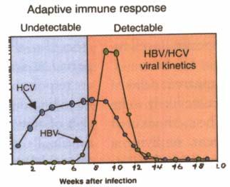 DIFERENCIAS EN LA CINÉTICA VIRAL HBV/HCV No detectable Detectable Viriones 10 6 /ml 1.
