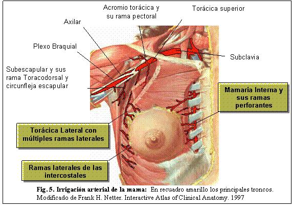 Anatomía: