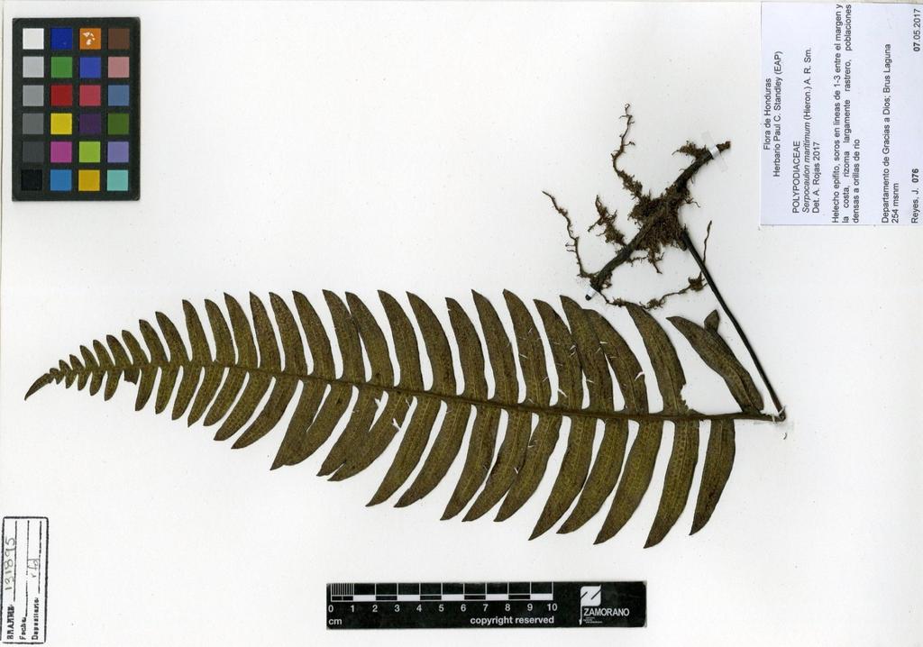 Figura 4: Espécimen herborizado de Serpocaulon