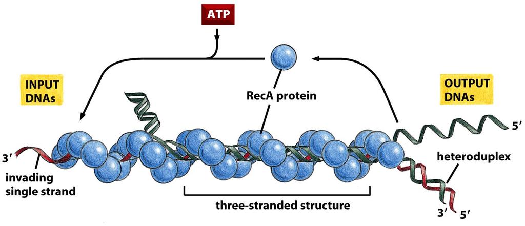 Rec A Proteína de 38 kda que une DNA de cadena sencilla con más