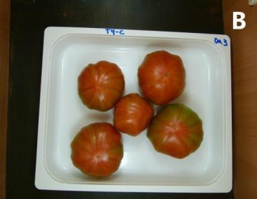 Color (ºHue) en pulpa durante la conservación a 20ºC de tomates,
