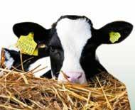 Cuadro 1. Características y composición química del calostro y leche de ganado Holstein.
