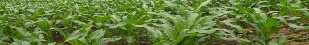 VII A NEXO Tabla No. 1: Precios de maíz a nivel departamental Departamento Maíz Blanco De Primera por Libra Mercado Promedio 2015 2016 Mar Feb Mar Mín. Máx.