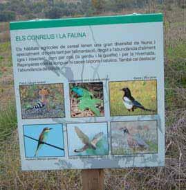 Component Identificació en el paisatge 13 Descripció La fauna de la zona d estudi es basa en les espècies típiques d ambients de camps de cultiu i masses