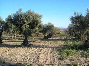 Consta de conreus arboris de secà d oliveres i ametllers. LÍNIA S observen les línies dels marges de pedra seca, separant les diferents parcel les.