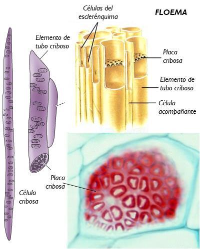 Tejidos vegetales Sistema vascular: floema