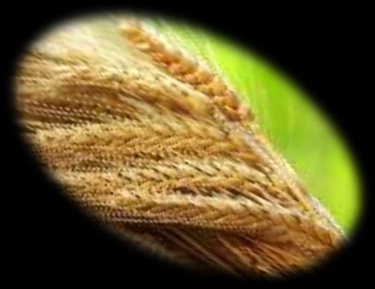 Objetivos Realizar un estudio de mapeo por asociación en trigo para el carácter resistencia a la roya lineal amarilla Puccinia striiformis, a fin de encontrar alelos útiles
